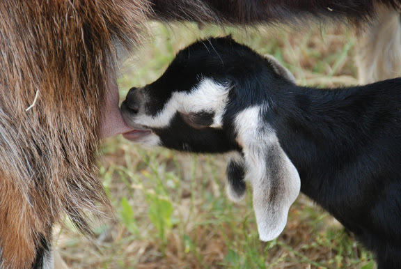 Yarok Az - Ecolodge Farm Ilaniya 外观 照片