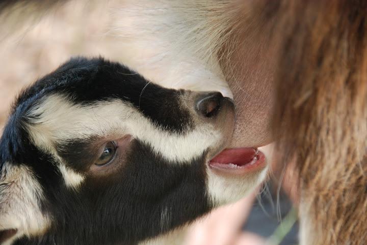 Yarok Az - Ecolodge Farm Ilaniya 外观 照片